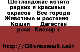 Шотландские котята редких и красивых  окрасов - Все города Животные и растения » Кошки   . Дагестан респ.,Кизляр г.